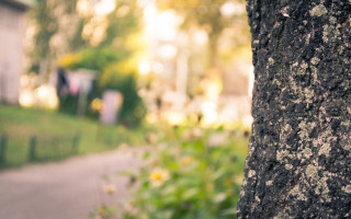 Tree sign sidewalk house green 2 - florianne becker free wallpaper