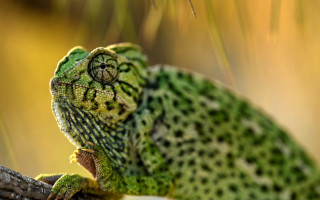 Green chameleon branch bokeh nature - a green chamelon free wallpaper