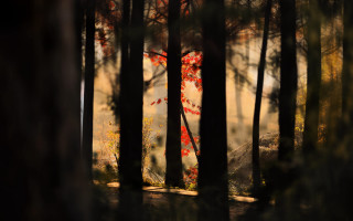 Red tree forest light trail - forest free wallpaper