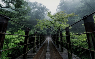 Bridge forest rope bridge nature - forest free wallpaper