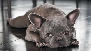 Small dog laying on floor 2 - its head on free wallpaper