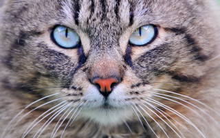 Blue eyes cat closeup symmetrical - a black nose free wallpaper