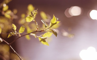 Branch leaves sunlight bokeh moon - andor basch free wallpaper