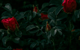 Red roses green leaves dark - red rose free wallpaper