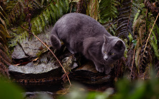 Cat rock forest stream plants - a stream of water free wallpaper