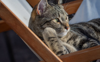 Cat chair serious glamor pose - glamor pose free wallpaper