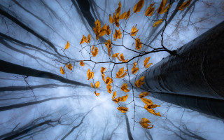 Yellow leaves bamboo forest moon - branch and a sky background free wallpaper