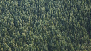 Plane forest bush trees grayscale - free forest wallpaper