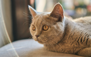 Cat sad couch animal photorealistic - a sad look free wallpaper