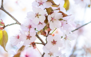 White flowers green leaves branch - white flower free wallpaper