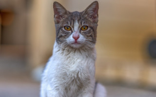 Cat yellow eyes white brown - a floor free wallpaper for desktop