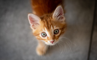 Orange kitten curious green eyes - a small orange kitten free wallpaper