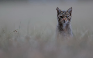 Cat tallgrass serious portrait naturalism - serious free wallpaper for desktop