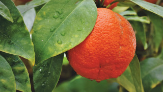 Orange waterdrop leaves blurry depth - naturalism free wallpaper for desktop