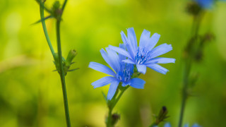 Blue flower bokeh macro nature - a green background in the background free wallpaper