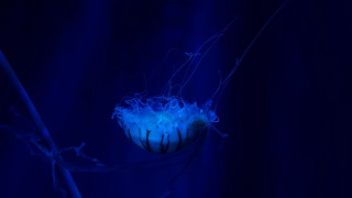 Blue flower holography jellyfish sky - jellyfish free wallpaper