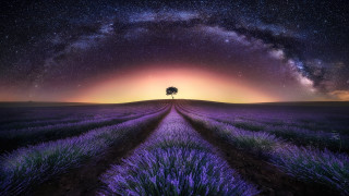 Lone tree purple sky lavender - arthur b. carles free wallpaper