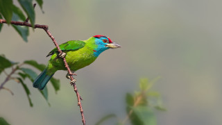 Green bird redhead branch leaves - a red head free wallpaper