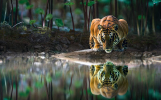 Tiger reflection water forest nature - a tiger free wallpaper