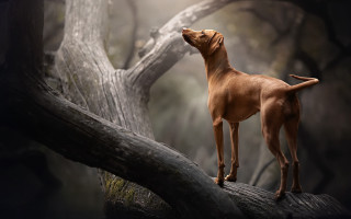 Dog branch sky open eyes - closed free wallpaper
