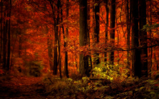 Autumn forest leaves fire torii - lot of trees free wallpaper