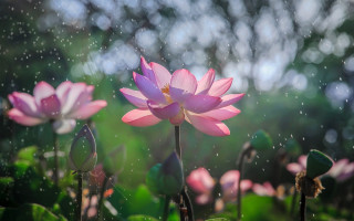 Pink flower rain drops bokeh 2 - green grass and trees free wallpaper