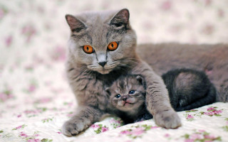 Cat kitten flowerbed gothic blueeyes - blanket free wallpaper
