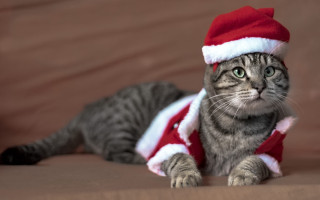 Cat santa hat scarf furry - furry art free wallpaper