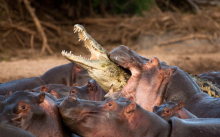 Hippos crocodile drygrass photorealistic oversized - institutional free wallpaper