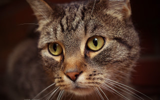 Green eyed cat closeup blurry - a close up of a cat free wallpaper