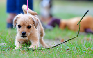 Small dog leash grass stick - a small dog free wallpaper