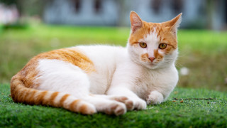 Cat grass field blurry background - the grass free wallpaper
