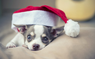 Small dog santa hat bed - a santa hat free wallpaper