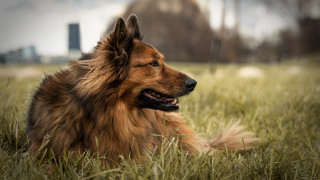 Dog grass building skyline outdoors - the distance free wallpaper