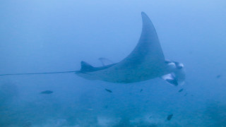 Manta ray roped fish underwater - fanny mcian free wallpaper