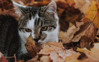 Cat leaves sad eye autumn - the leaf free wallpaper