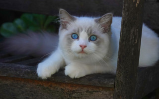 White cat blue eyes wooden 2 - a wooden bench free wallpaper
