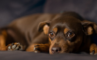 Brown dog bed pillow paw - a brown dog free wallpaper