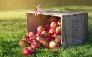 Apple crate flower grass ecological - fall vibrancy free wallpaper