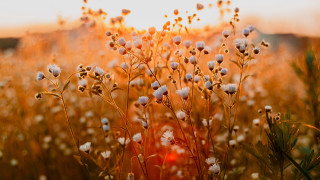 Flower field sunset burned tree - a field of flowers free wallpaper
