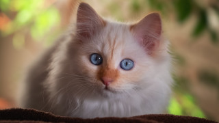 Curious white kitten blue eyes - curious free wallpaper