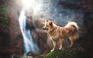Dog waterfall nature scene blurry - a waterfall in the background free wallpaper