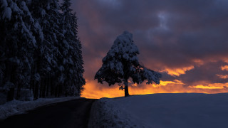 Lone tree snowy road sunset - a lone tree free wallpaper