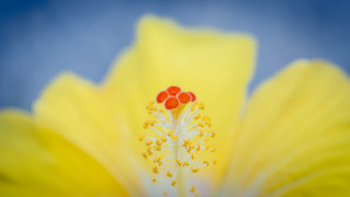Yellow flower blue sky red - a blue sky background free wallpaper