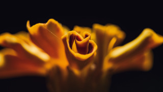 Yellow flower black background macro - derek chittock free wallpaper