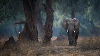 Elephant forest fog trees puzzle - an elephant free wallpaper