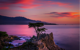 Lone tree rock water sunset - a lone tree free wallpaper