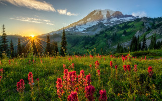 Mountain field wildflowers sunset nature - bob thompson free wallpaper