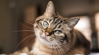 Blue eyed cat looking up - a bed free wallpaper