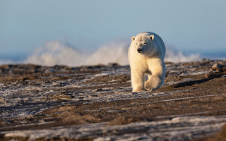 Polar bear rocky beach ocean - a rocky beach next free wallpaper